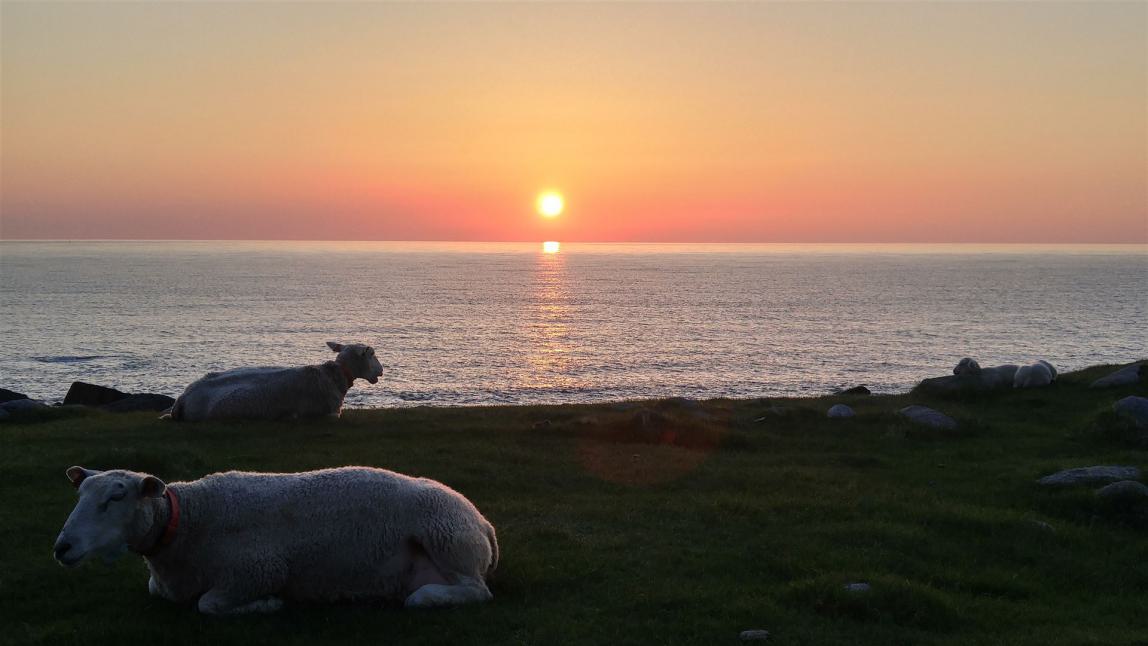 Das Bild wurde um 1 Uhr nachts, da es Sommerzeit hat, also genau um Mitternacht geschossen. Tiefer fiel die Sonne nicht mehr. Die Schafe hatten dafür jedoch nur wenig übrig.